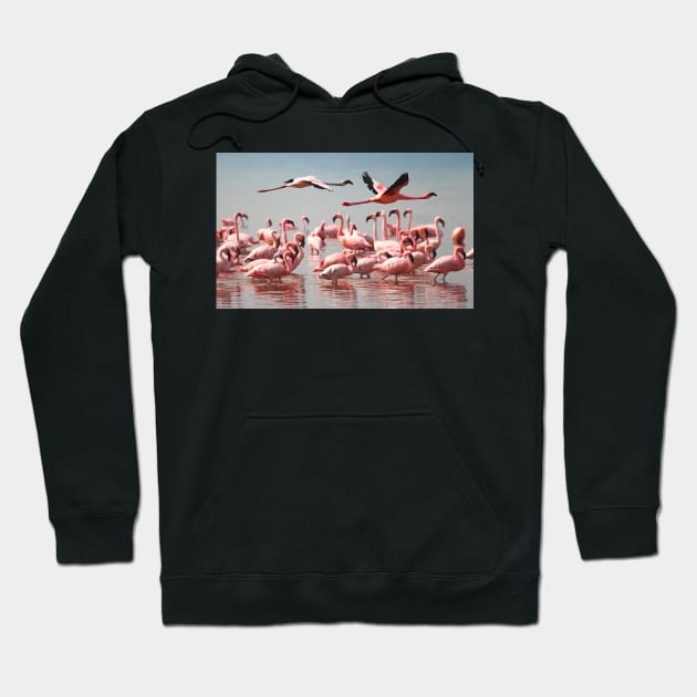 Lesser Flamingos Flypast #1 Hoodie by Carole-Anne